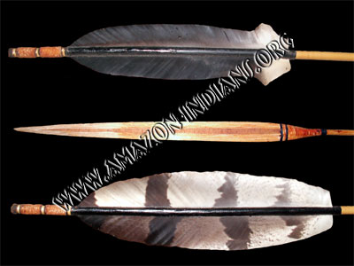 Matses Indians Arrows