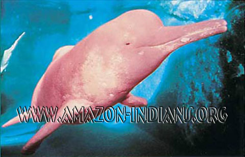 Amazon Legend Pink Dolphin