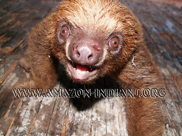 02-Matses-Indigenous-Sloth.jpg