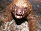 Amazon Two-toed Sloth