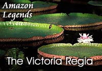 Amazon Indian Legends | The Victoria Regia