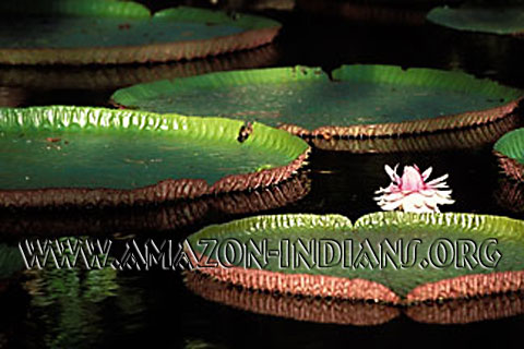 Victoria Regia